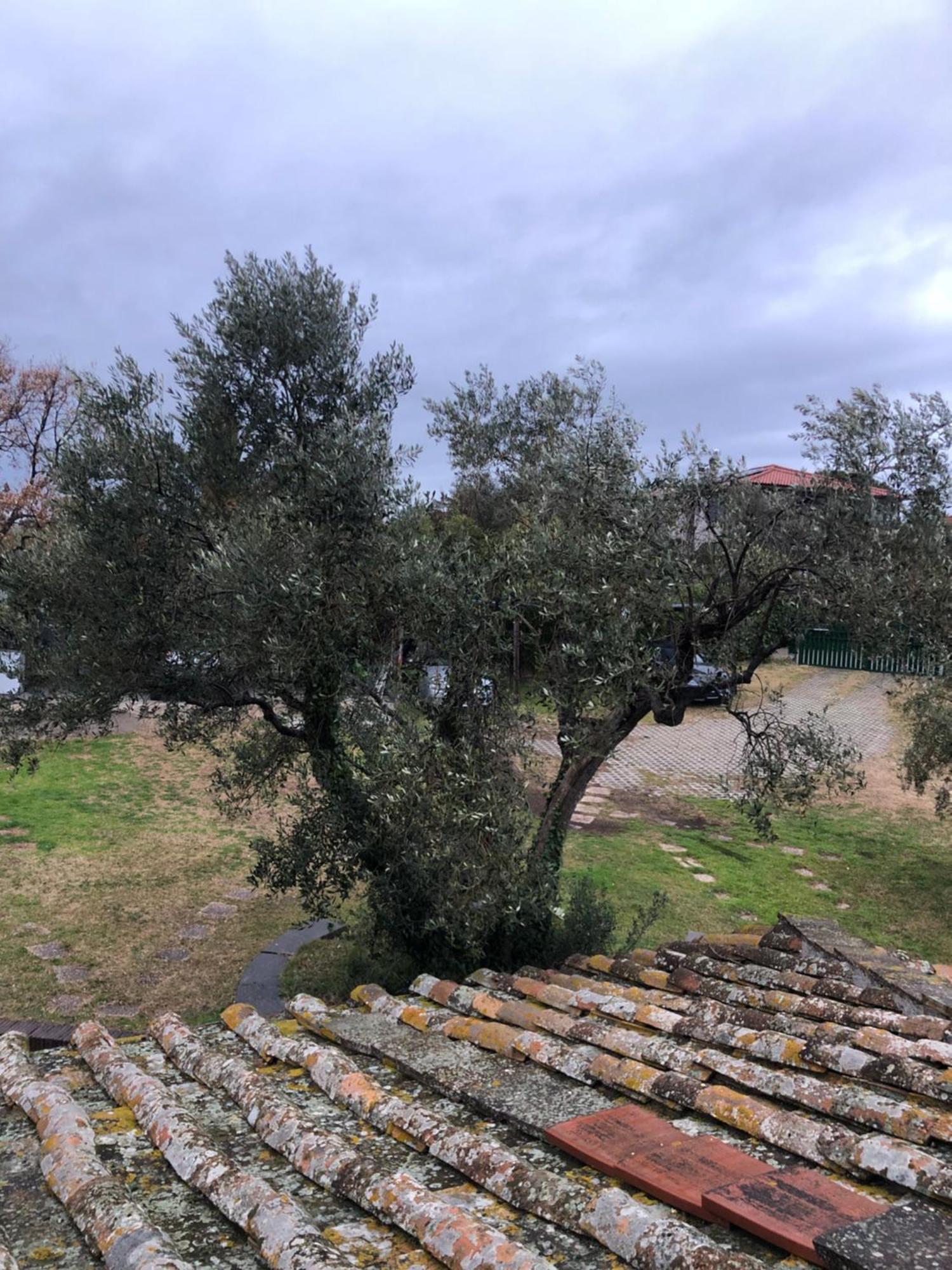 La Finestra Di Umberto Vicino Al Centro Con Parcheggio Privato Bed & Breakfast Viterbo Bagian luar foto